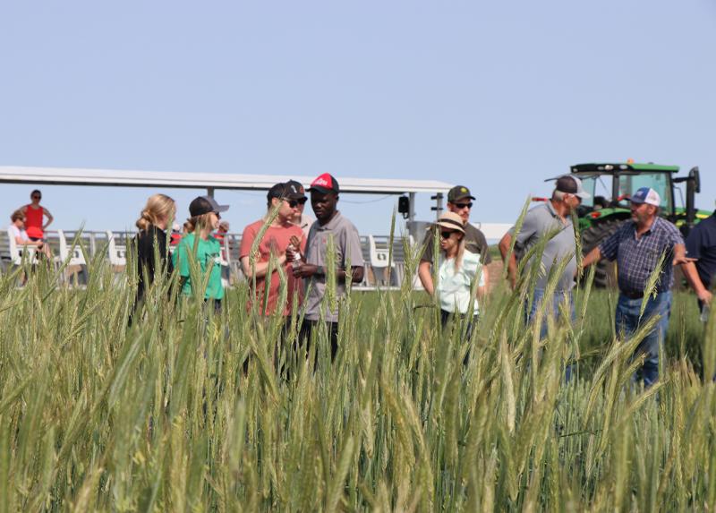 Nebraska Extension aids growers with studies on wheat planting varieties
